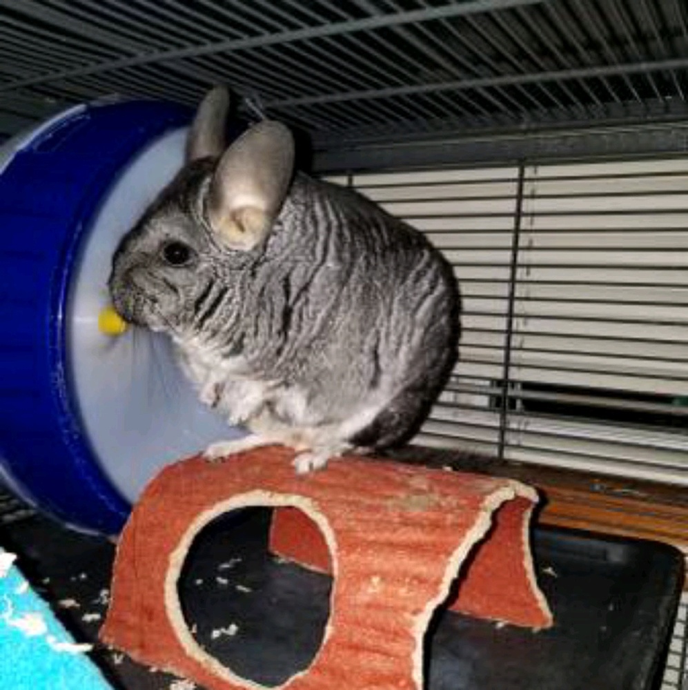 Meet your Posher, Harlie